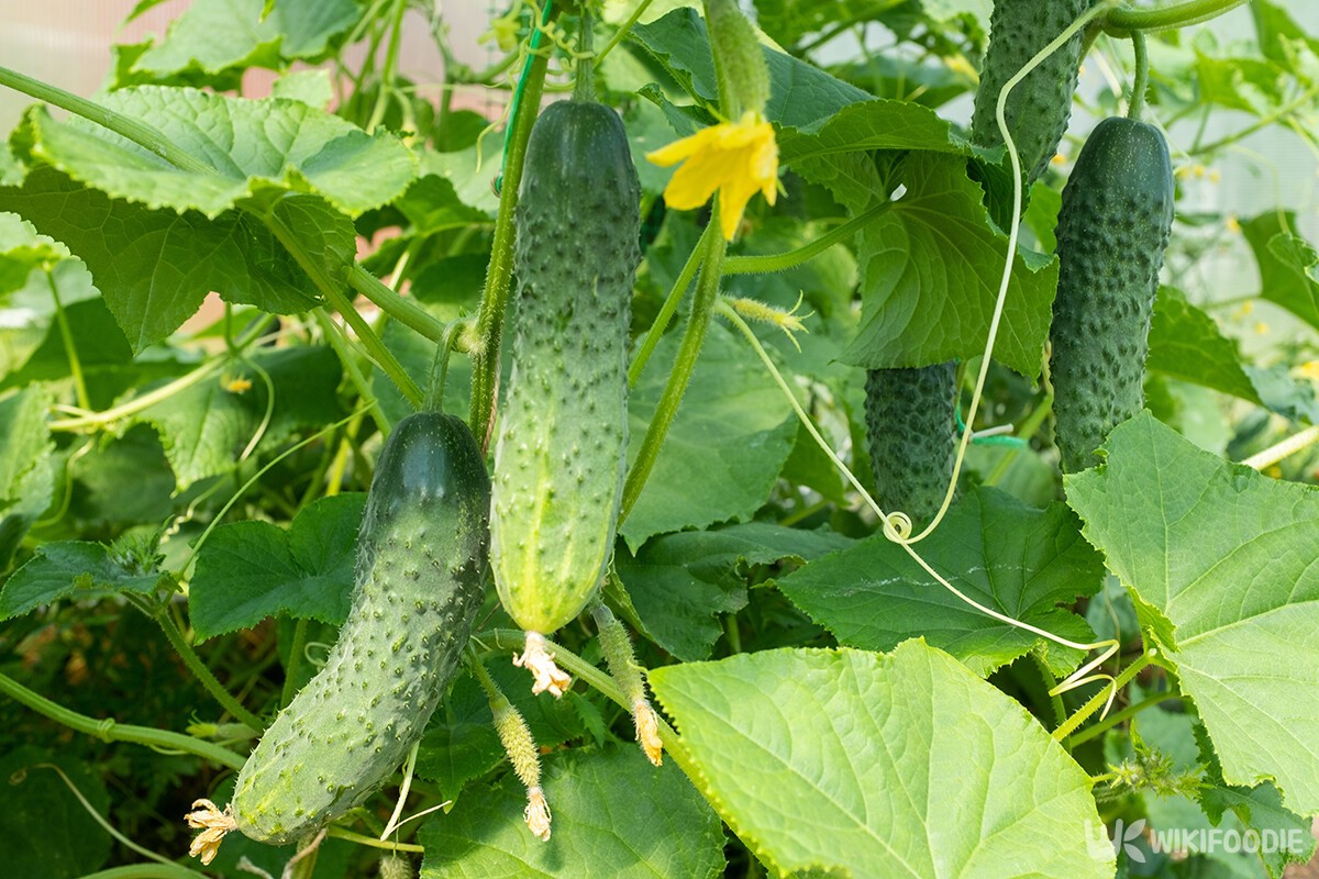 5월 말에 심으면 가을까지 마음껏 먹는 '한국 작물' 10가지